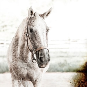 Brilliance II (Horse)