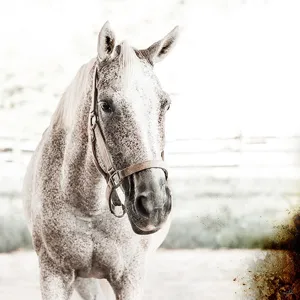 Brilliance II (Horse)
