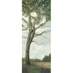 Autumn of an Old Tree II