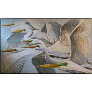 Ardea Alba