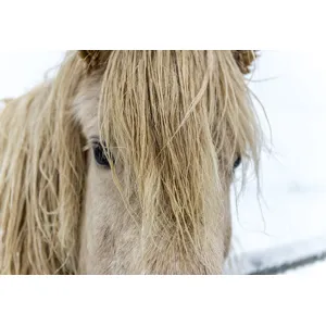 White Icelandic Horse