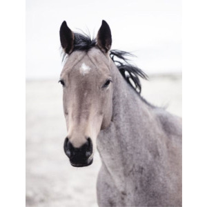 Buckskin Mare