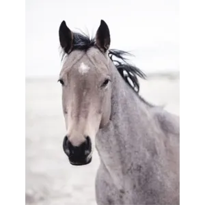 Buckskin Mare