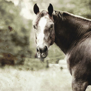 Romeo Canvas