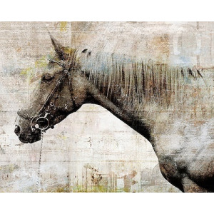 Lonely Steed