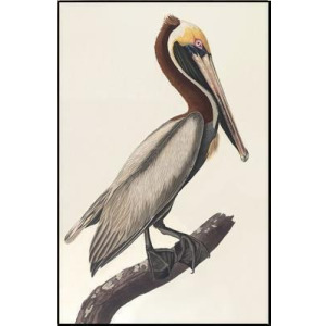 30X46 Brown Pelican Ivm1
