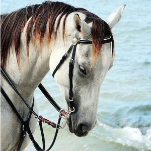 Horse in Sea Breeze