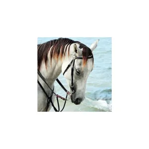 Horse in Sea Breeze
