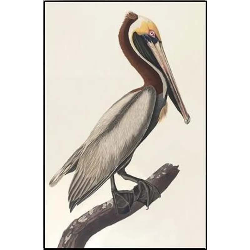 30X46 Brown Pelican Ivm1