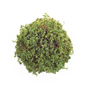 7'' Moss Orb