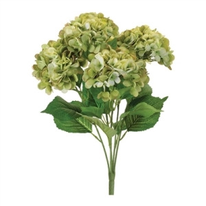 Green Hydrangea Bush