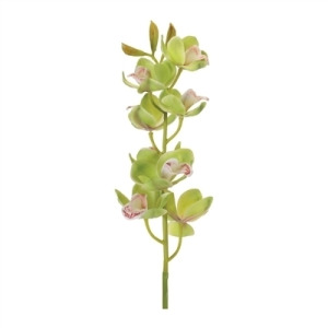 Cymbidium Orchid Stem