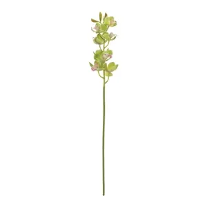 Cymbidium Orchid Stem