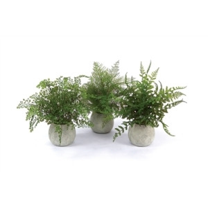 White Potted Fern Asrt