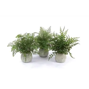 White Potted Fern Asrt