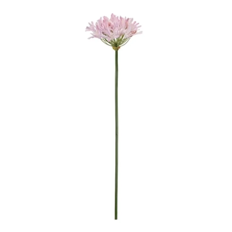 Pink Agapanthus Stem