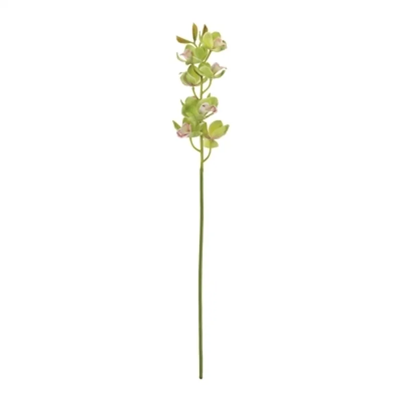 Cymbidium Orchid Stem