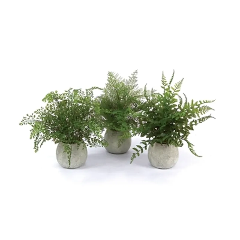 White Potted Fern Asrt
