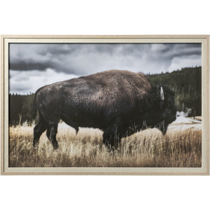 Yellowstone Bison
