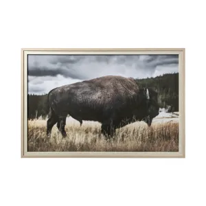 Yellowstone Bison