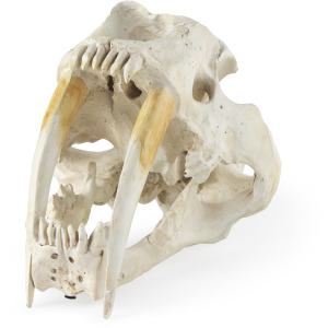 Fozzil Resin Sabretooth Skull Replica