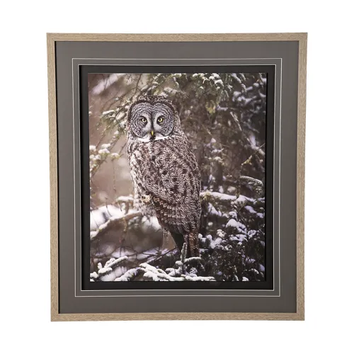 Owl in the Snow by PHBurchett a Framed Photo Art Print Matted under Glass