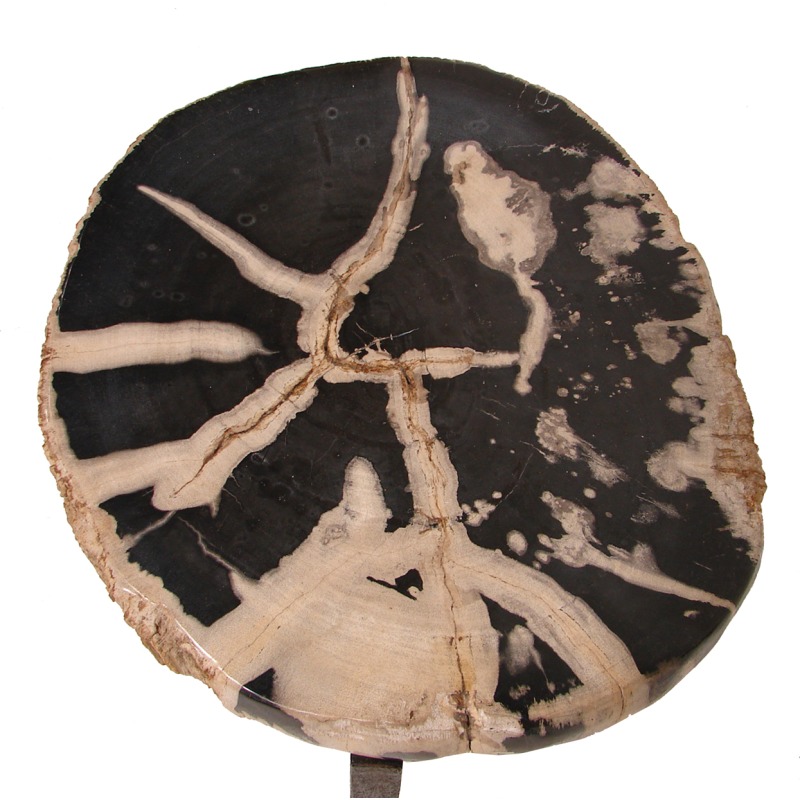 Black Petrified Wood Accent Table, Small