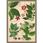 Botanica I