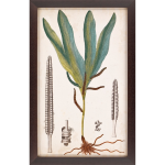 Foliage Botanique II