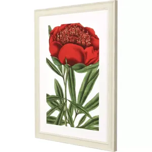 Paeonia Officinalis Framed Art