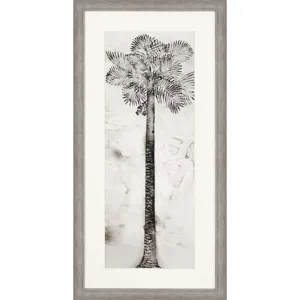 Palmae Framed Art