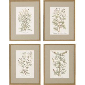 Botanical Plants S/4 Framed Art