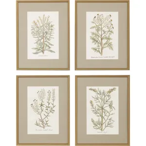 Botanical Plants S/4 Framed Art