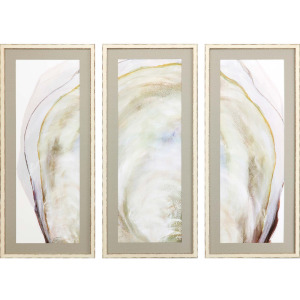 Oyster Shell S/3 Framed Art