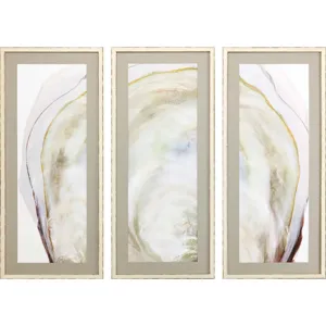 Oyster Shell S/3 Framed Art