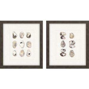 Shell Series S/2 Framed Art