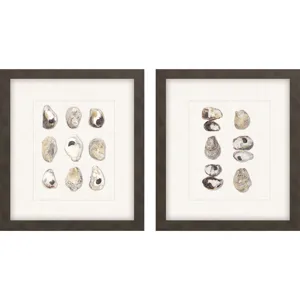 Shell Series S/2 Framed Art