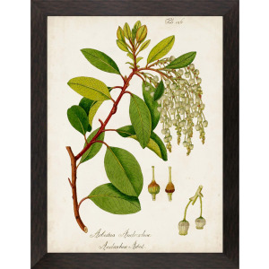 Antique Greenery IV Framed Art