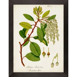 Antique Greenery IV Framed Art