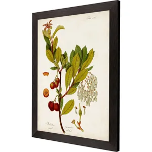 Antique Greenery III Framed Art