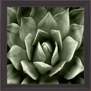 Green Succulent II Framed Art