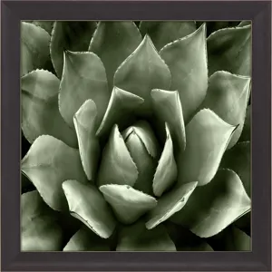 Green Succulent II Framed Art