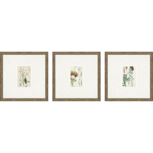 Antique Botanical I S/3 Framed Art