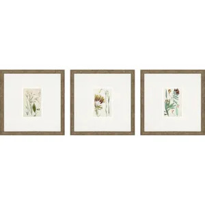 Antique Botanical I S/3 Framed Art