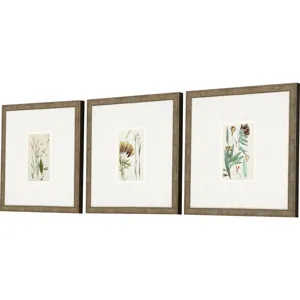 Antique Botanical I S/3 Framed Art