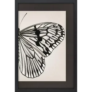 Grand Butterfly II Framed Art