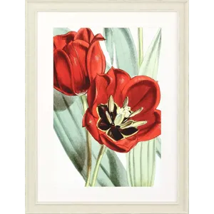 Tulipa Undulatifolia Framed Art