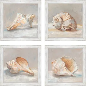 Shell Study S/4 Framed Art