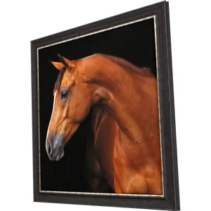 Jack the Horse Framed Art