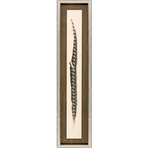 Lady Amhurst Feather Framed Art